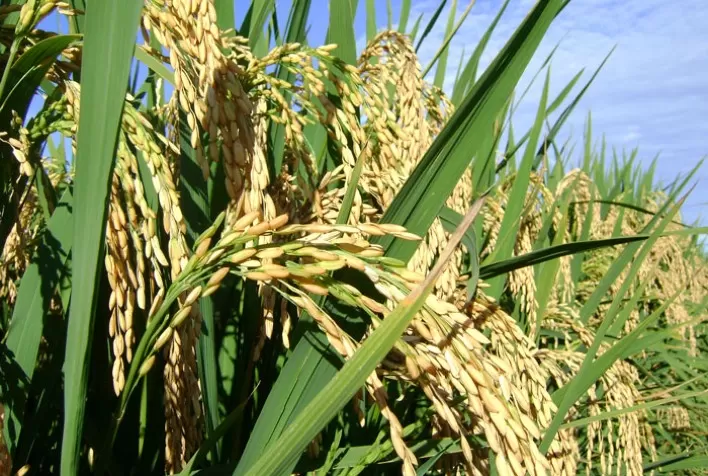 Safra de arroz deve cair acima de 10%