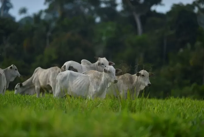 Mercado do boi e reposição em Tocantins