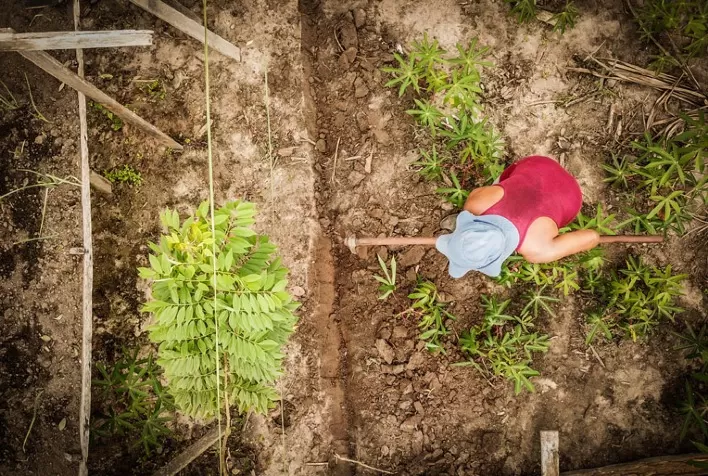 Agrofloresta para todos: PRETATERRA Academy formará novos profissionais para atuar no campo