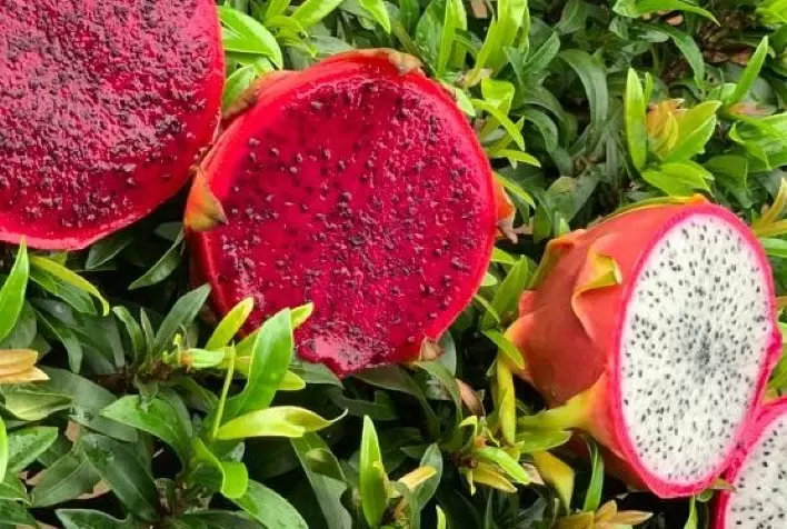 Governo do Estado promove encontro técnico com produtores de pitaya no Médio Norte