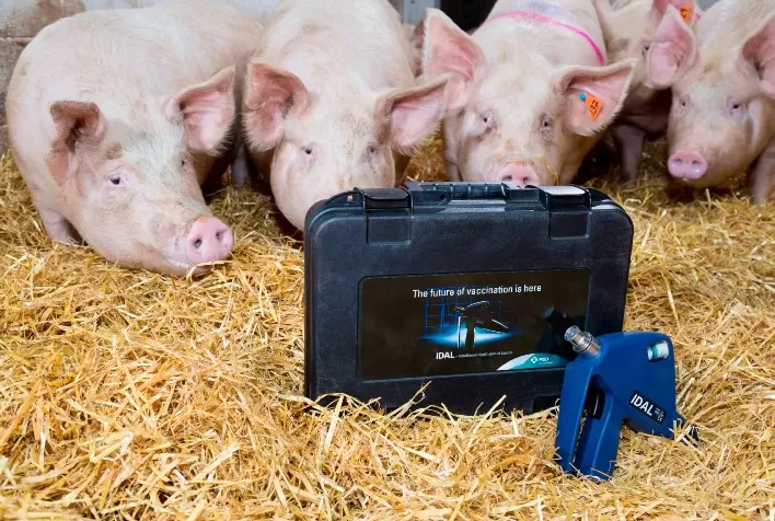 40% dos suínos brasileiros são vacinados pela MSD Saúde Animal contra bactéria causadora da ileíte