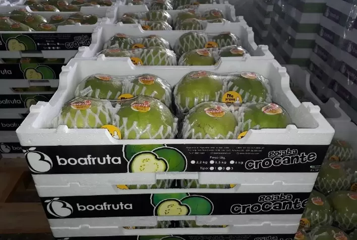 Embalagens para frutas DaColheita, uma solução competitiva para os produtores de goiaba