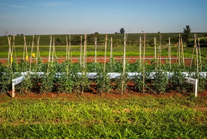 Corteva Agriscience lança Zorvec®, nova geração de fungicidas para batata, tomate e mais 17 culturas de hortifrúti