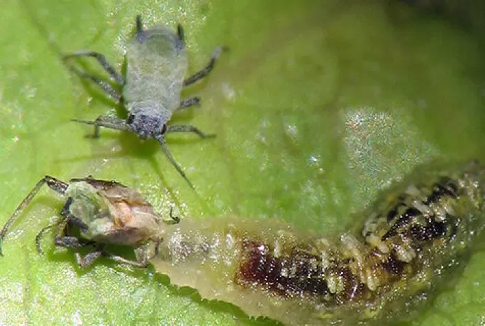 Controle biológico de pragas avança com o uso de parasitoides