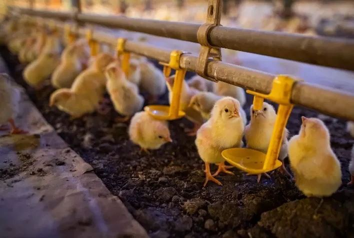 Nem abaixo nem acima do peso ideal: Por que é importante a uniformidade do lote das aves de postura?