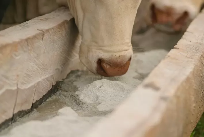 Bovipac Protect, o suplemento mineral à prova d’água do Grupo MCassab