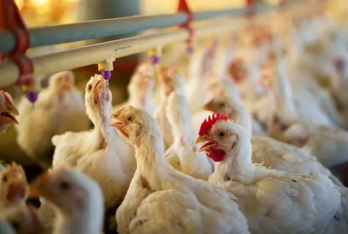 Em Minas, frango vivo obtém o primeiro reajuste 2022; de cinco centavos!