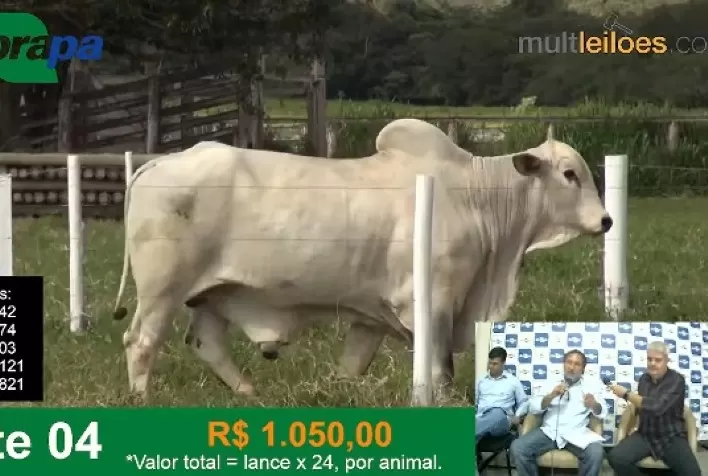 Genética Nelore BRGN é valorizada em leilão on-line da Embrapa