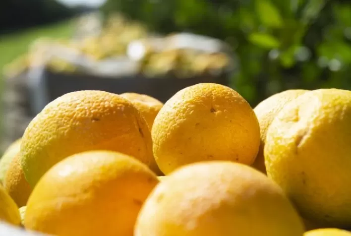 Citros: Negócios estão lentos, mas preço da laranja tem leve aumento