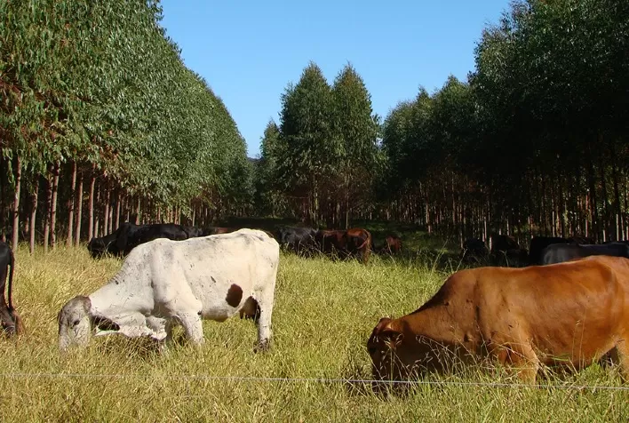 Emater-MG vence concorrência para prestar assistência em projeto de agricultura de baixo carbono financiado pelo governo do Reino Unido
