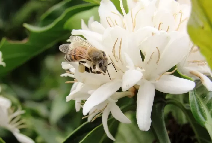 Com abortamento da florada de café, especialista em cafeicultura busca ajudar agricultores