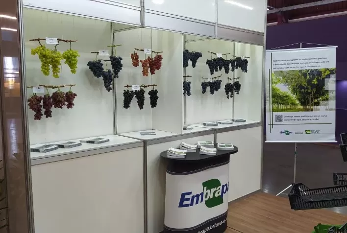 Uvas de mesa são alternativa para a diversificação e rentabilidade na Serra Gaúcha