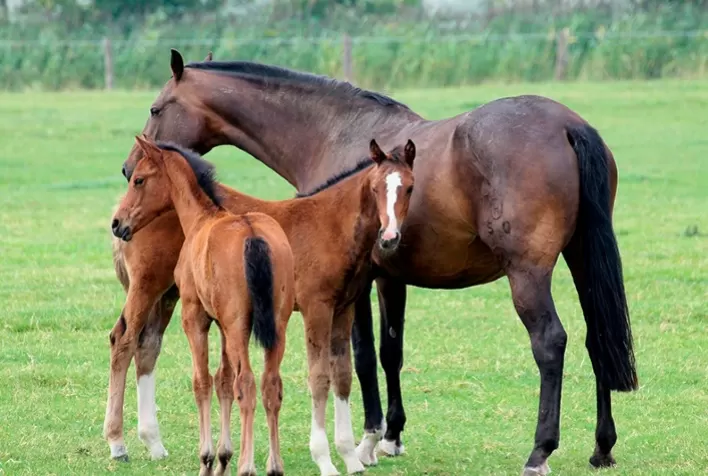 Nutrição de potros na desmama garante o desenvolvimento adequado dos cavalos