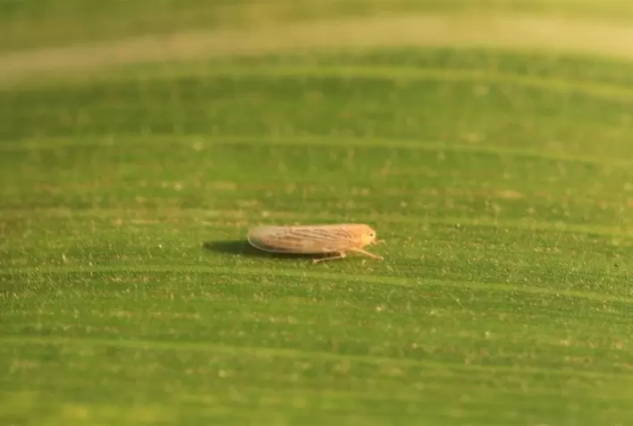 Cigarrinha do milho preocupa cada vez mais os agricultores, que vêm tentando diferentes formas de contingência do inseto