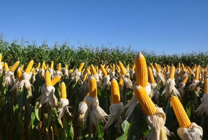 Plantio do milho safrinha atinge 38,3% no Centro-Sul