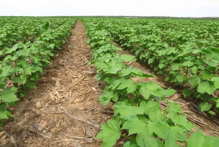 Produtores concluem plantio da safra de algodão em Mato Grosso