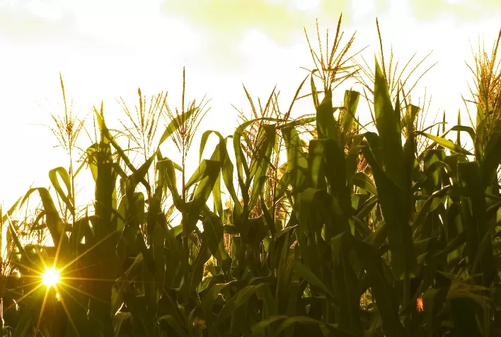 Neutralidade do fenômeno La Niña deve favorecer desenvolvimento do milho safrinha