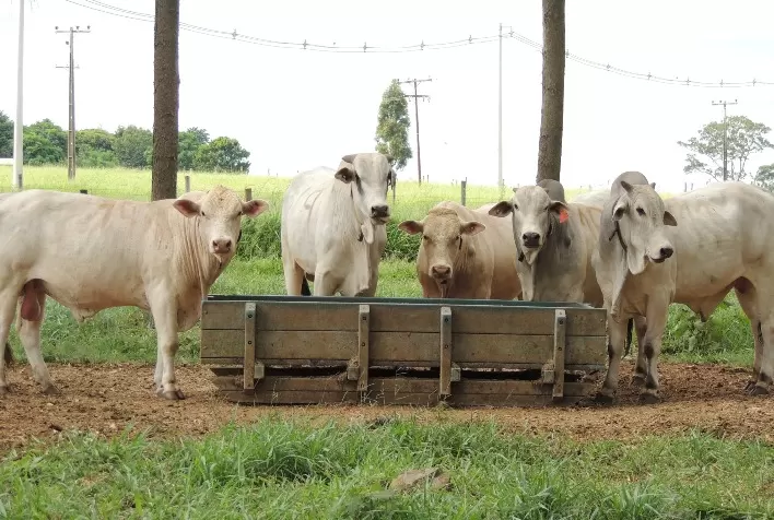 Orientações sobre uso de produtos veterinários organizadas em SP viram referência para o MT