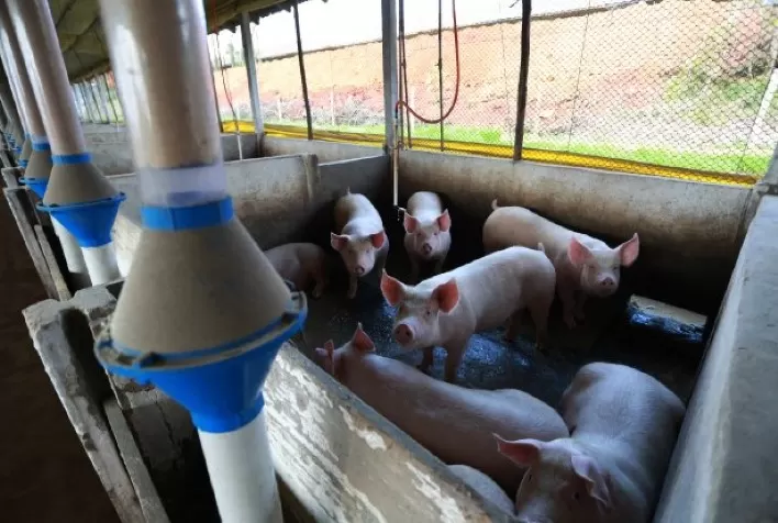 Suíno: estabilidade de preço nos primeiros dias de março