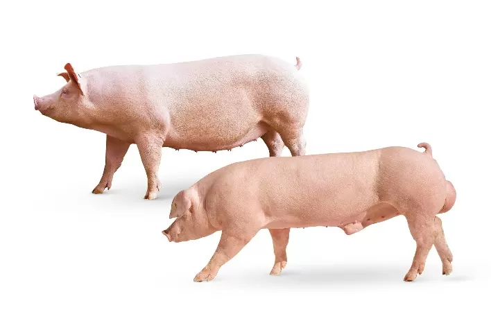PIC e Olymel LP assinam acordo de colaboração genética no Canadá