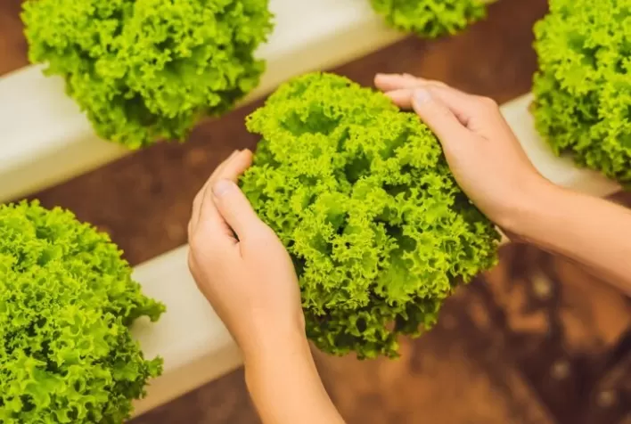 Agricultura familiar: a importância da gestão nas pequenas propriedades rurais