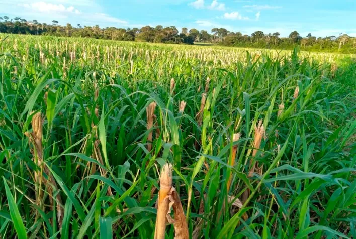 Bate-Papo Barenbrug aborda sustentabilidade no agronegócio com destaque para emissão e sequestro de carbono na pecuária