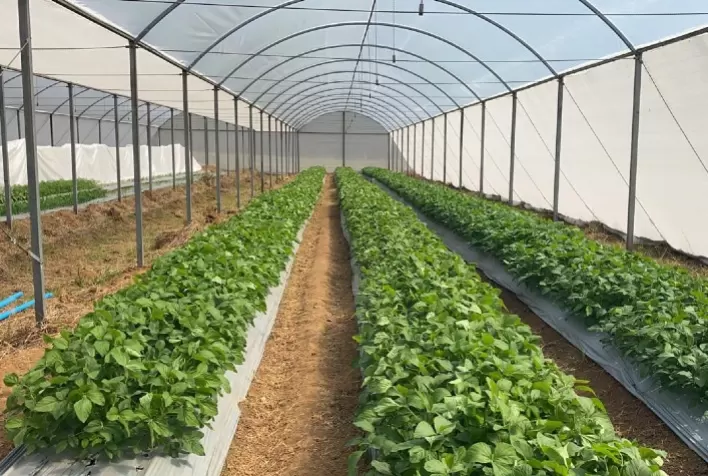 Transplante biológico entre plantas melhora produtividade de lavouras em até 30%