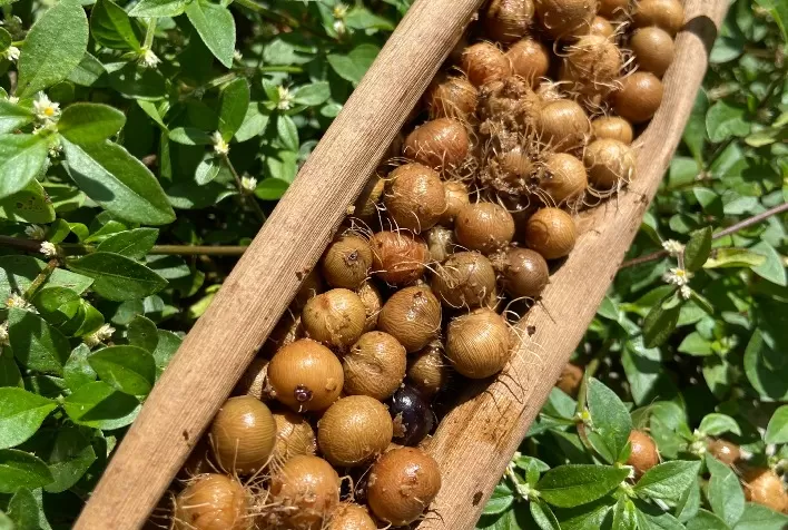 Pesquisa testará uso do caroço de açaí como fonte de energia renovável nas caldeiras da refinaria Alunorte