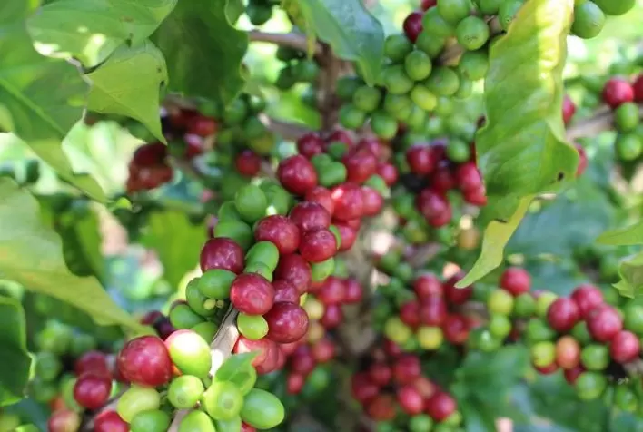 Escassez global de fertilizantes minerais impulsiona vendas de fertilizantes orgânicos