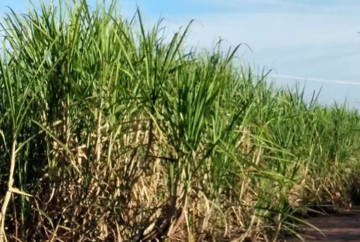 Sipcam Nichino lançará Plataforma de Bioestimulantes recomendada a vários cultivos brasileiros
