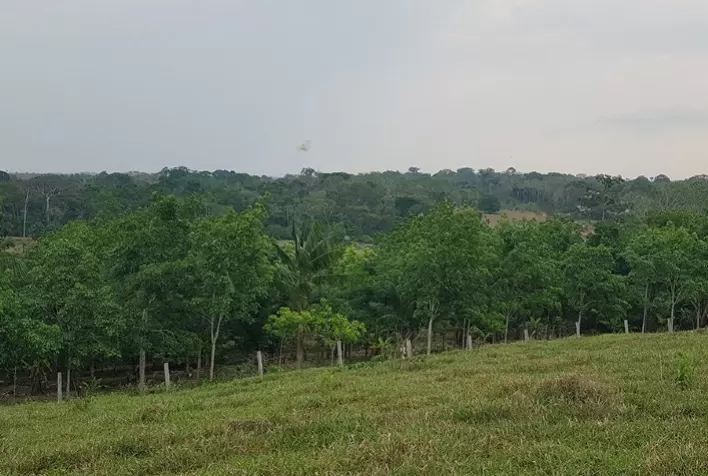 Consórcio agroflorestal aumenta opções de renda em comunidades extrativistas
