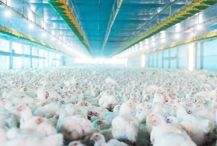 Reajustes do frango vivo em São Paulo e Minas Gerais continuam
