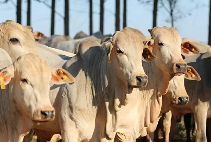 Pecuária brasileira pode perder até US$ 14 milhões por mês com suspensão russa