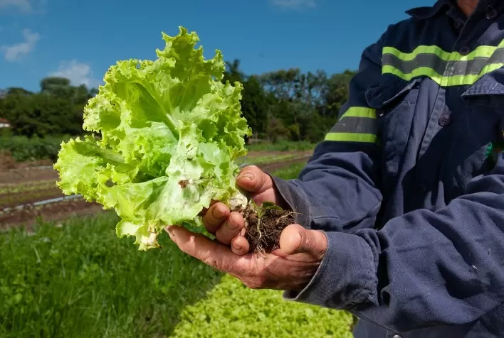 Em Goiás, mais de 2,7 mil novos postos formais de trabalho foram criados no agro em janeiro