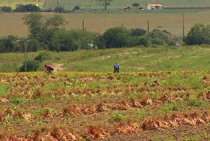 Colheita de soja e feijão já iniciou na Bahia