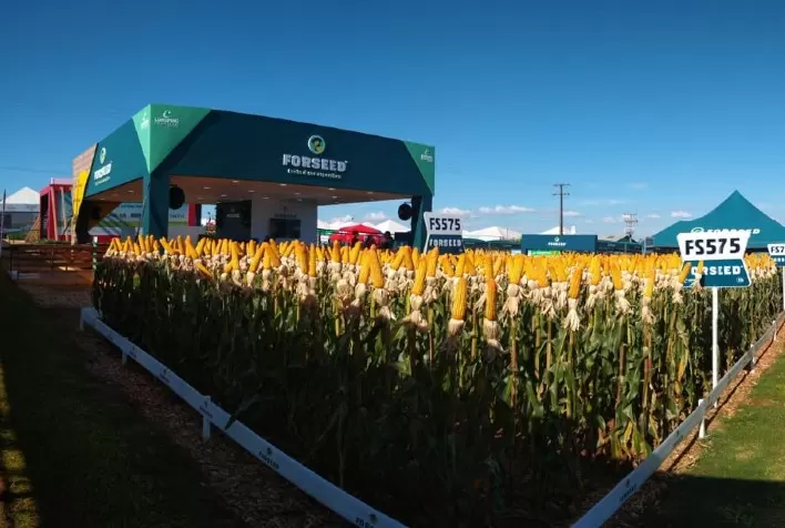 Forseed apresenta seu portfólio de híbridos de milho premium na Tecnoagro