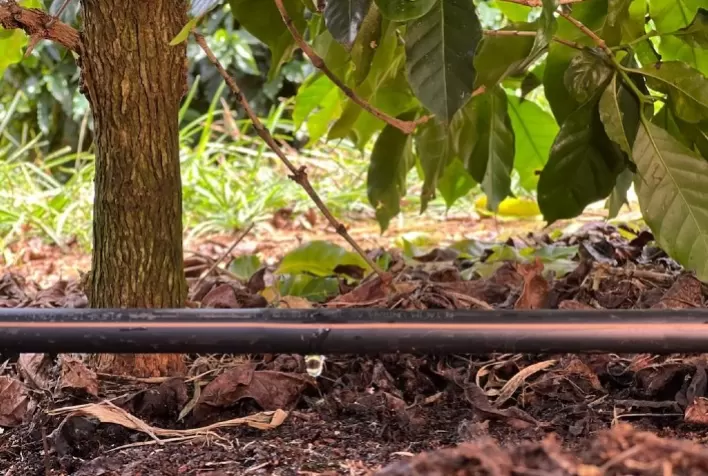 Quando instalar um projeto de irrigação na lavoura de café? Logo após o plantio ou em plantas adultas?