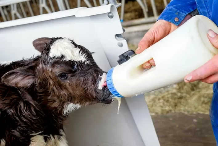 Inseminação Artificial: Alta Brasil exporta uma a cada três doses de sêmen do país
