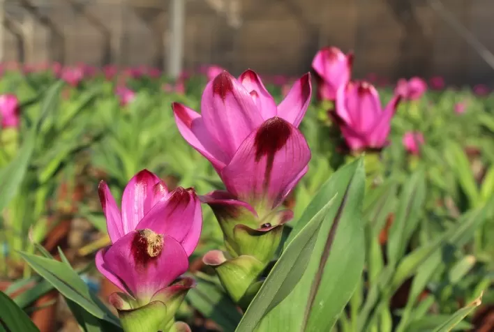 Feira de flores e plantas do Veiling Holambra garante a antecipação dos negócios do setor