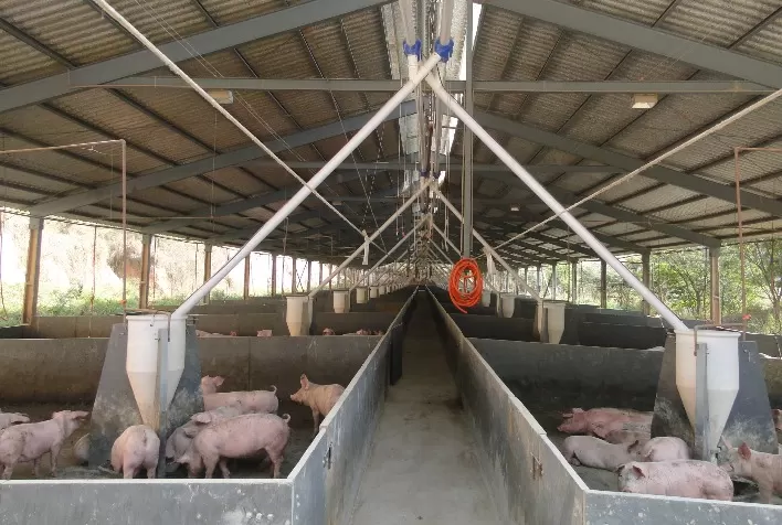 SUINFAIR:  a Feira Mineira de Suinocultura volta com uma marca nova, mas a mesma essência