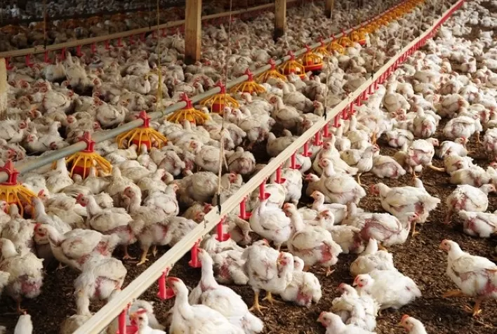 Em 2021, produção de carne de frango inspecionada aumentou 6%, chegando aos 14,6 milhões de toneladas