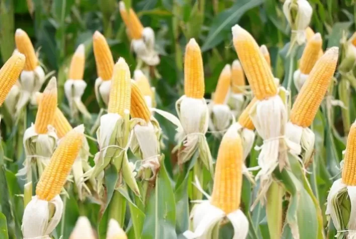 Baixa umidade do solo se mantém em parte da zona do milho segunda safra, aponta EarthDaily Agro