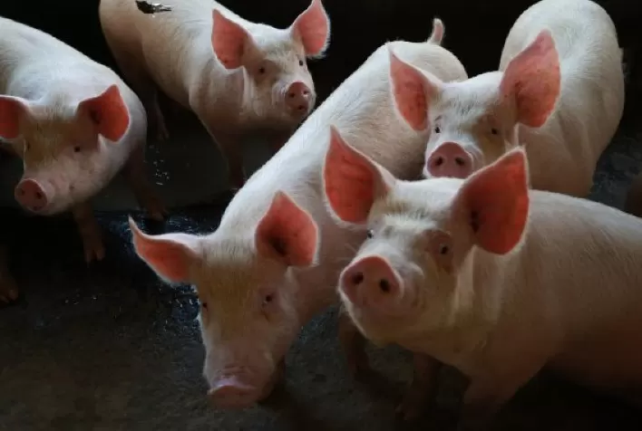 Conexão entre nutrição e imunologia é destaque no Pré-Congresso do IPVS2022
