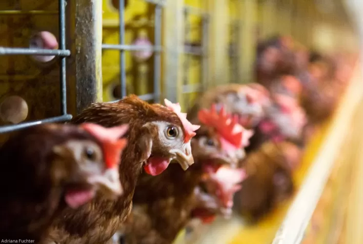 Da cria à postura, nutrição de galinhas poedeiras exige atenção especial
