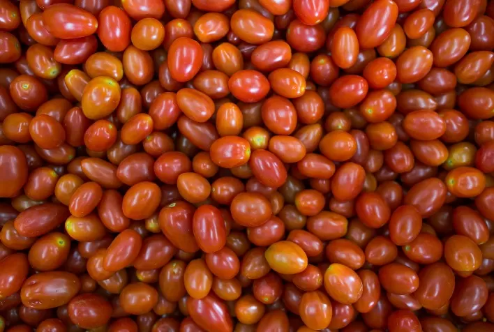 Período de chuvas favorece disseminação de doenças bacterianas em hortifrútis