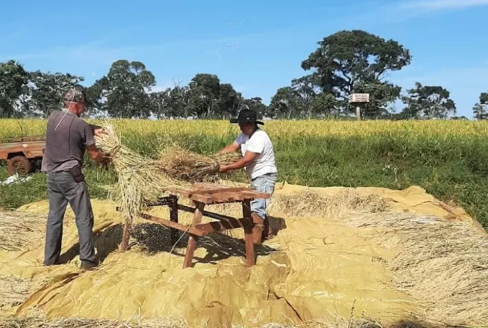 Agricultores familiares de Campina Verde retomam produção de arroz, de olho nos bons preços