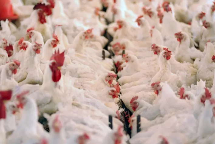 Novas altas em São Paulo e Minas Gerais dão continuidade ao processo de recuperação de preços do frango vivo