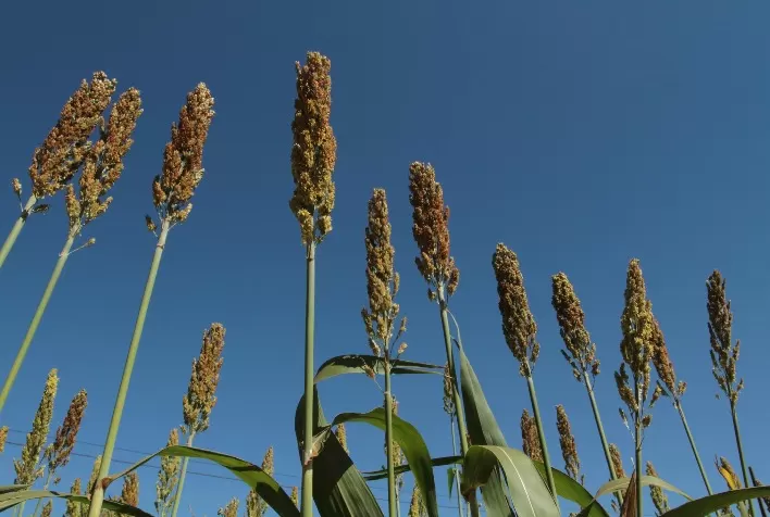 Defesa vegetal eficaz de sorgo, milho e soja são foco da UPL no Farm Show, em MT
