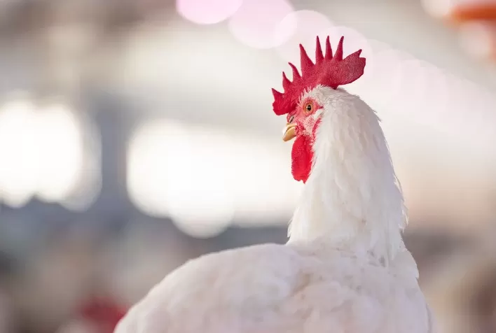 Com mais duas altas sucessivas, no interior paulista frango vivo chega aos R$6,40/kg