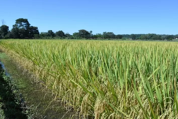 Embrapa lança cultivar de arroz BRS A706 CL
